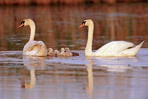 Aquatic Gallery: Mute swans (Cygnus olor) with cygnets swimming, New Jersey, USA