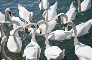 Mute swans -Cygnus olor- waiting for food, Lake Zurich, Zurich, Switzerland, Europe Mute swans -Cygnus olor- waiting for food, Lake Zurich, Zurich, Switzerland, Europe