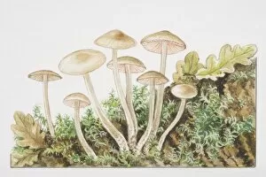Mycena galericulata, Common Bonnet mushrooms fruiting in tufts