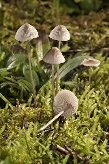 Images Dated 20th November 2011: Mycena metata mushrooms, Untergroeningen, Baden-Wuerttemberg, Germany, Europe