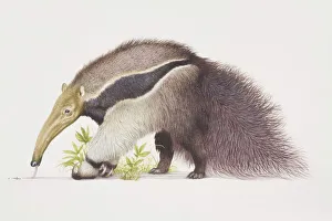 Myrmecophaga tridactyla, Giant Anteater, side view Myrmecophaga tridactyla, Giant Anteater, side view
