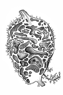 Myrmecophytes (mirmecodia echinata), or ant plants Myrmecophytes (mirmecodia echinata), or ant plants