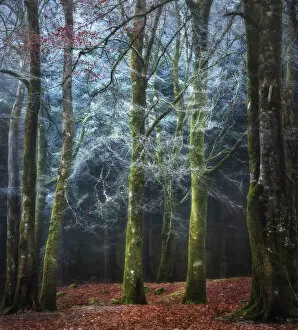 Surrealism artwork Collection: Into the Mystic - Scotland Forest