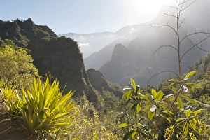 Mystical misty mountain landscape, with agave in the foreground, Cilaos, Cirque de Cilaos, French Overseas Territory Mystical misty mountain landscape, with agave in the foreground, Cilaos, Cirque de Cilaos, French Overseas Territory