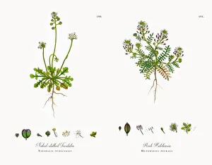 Naked-stalked Teesdalia, Teesdalia nudicaulis, Victorian Botanical Illustration, 1863 Naked-stalked Teesdalia, Teesdalia nudicaulis, Victorian Botanical Illustration, 1863