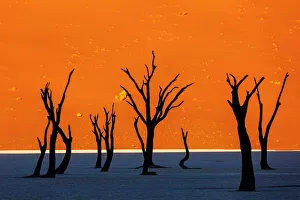 Namib desert, Deadvlei at Sossusvlei sand dunes, Namibia, Africa Namib desert, Deadvlei at Sossusvlei sand dunes, Namibia, Africa