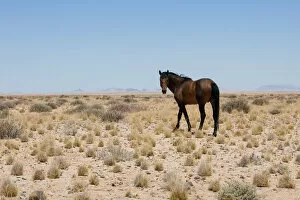 Images Dated 19th December 2009: Namib Wild Desert Horse between Aus and Luderitz in Namibia