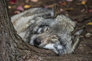 <b class=qtipBold><figcaption>Nap Time</figcaption></b><br>A Gray Wolf is taking a nap on the root of a tree.<br><em>© copyright 2016</em> Nap Time