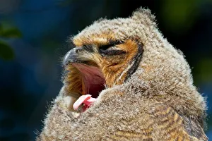 <b class=qtipBold><figcaption>Nap time - Great Horned Owlet</figcaption></b><br>Great Horned owl chick yawns for the camera<br><em>© Jim Cumming</em> Nap time - Great Horned Owlet