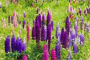 Narrow-leaved lupins -Lupinus angustifolius-, West Essex, England, United Kingdom Narrow-leaved lupins -Lupinus angustifolius-, West Essex, England, United Kingdom