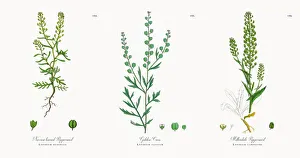 Narrow leaved Pepperwort, Lepidium ruderale, Victorian Botanical Illustration, 1863 Narrow leaved Pepperwort, Lepidium ruderale, Victorian Botanical Illustration, 1863