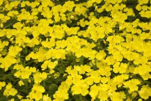 Narrow-leaved sundrops -Oenothera fruticosa-, yellow flowers, Laval, Quebec Province Narrow-leaved sundrops -Oenothera fruticosa-, yellow flowers, Laval, Quebec Province