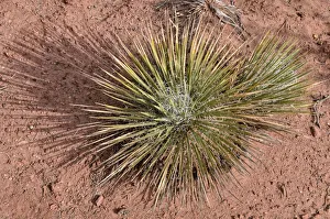 Narrowleaf yucca -Yucca angustissima-, Dead Horse Point State Park, Moab, Utah, USA Narrowleaf yucca -Yucca angustissima-, Dead Horse Point State Park, Moab, Utah, USA