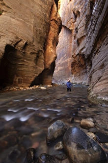 The Narrows, narrow of the Virgin River, Zion National Park, Utah, USA, America The Narrows, narrow of the Virgin River, Zion National Park, Utah, USA, America