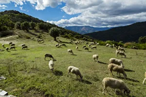 The National Park Of Cevennes, Languedoc Roussillon, France The National Park Of Cevennes, Languedoc Roussillon, France