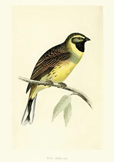 Natural History Birds - Cirl bunting Emberiza cirlus Natural History Birds - Cirl bunting Emberiza cirlus