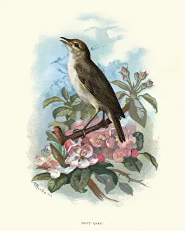 Natural History - Birds - Common chiffchaff Natural History - Birds - Common chiffchaff