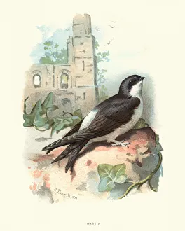 Natural history, Birds, Common house martin Natural history, Birds, Common house martin