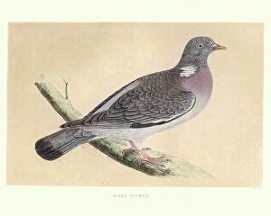 Vertebrate Gallery: Natural history, Birds, common wood pigeon (Columba palumbus)