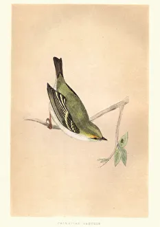 Natural history, Birds, Dalmatian Regulus, Kinglet Natural history, Birds, Dalmatian Regulus, Kinglet