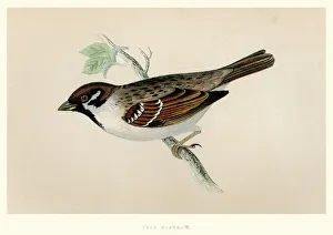 Natural History - Birds - Eurasian tree sparrow Natural History - Birds - Eurasian tree sparrow