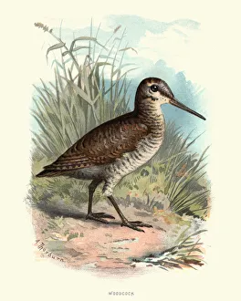 Natural History - Birds - Eurasian woodcock Natural History - Birds - Eurasian woodcock
