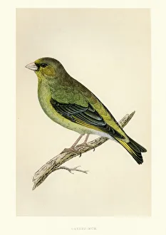 Natural History - Birds - European greenfinch Natural History - Birds - European greenfinch