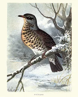 Natural History, Birds, fieldfare (Turdus pilaris) Natural History, Birds, fieldfare (Turdus pilaris)