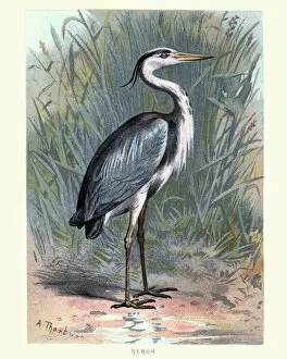 Digital vision vectors/bird lithographs/natural history birds grey heron