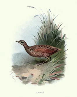 Natural history, Birds, landrail (Crex crex) Natural history, Birds, landrail (Crex crex)