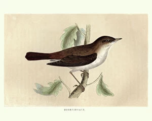 Chats And Flycatchers Gallery: Nightingale Collection