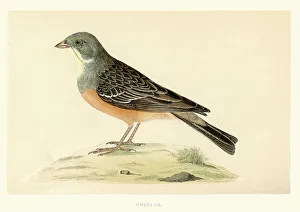 Bunting And American Sparrows Gallery: Ortolan Bunting Collection