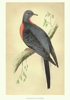 Natural History Gallery: Natural history, Birds, Passenger pigeon (Ectopistes migratorius)