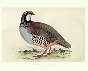 Natural history, Birds, red-legged partridge (Alectoris rufa)