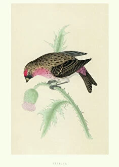 Living Organism Gallery: Natural History - Birds - Redpoll