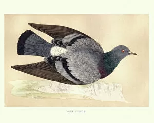 Living Organism Gallery: Natural history, Birds, Rock dove (Columba livia)