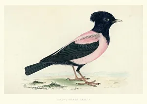 Starlings Gallery: Rosy Starling Collection