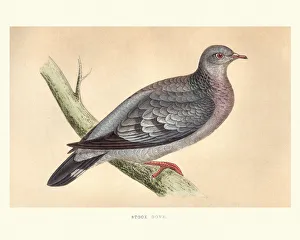 Natural history, Birds, stock dove (Columba oenas) Natural history, Birds, stock dove (Columba oenas)