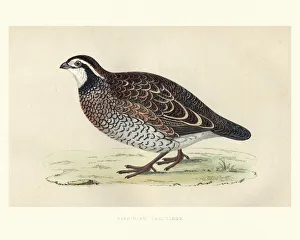 Natural history, Birds, Virginian Partridge Natural history, Birds, Virginian Partridge
