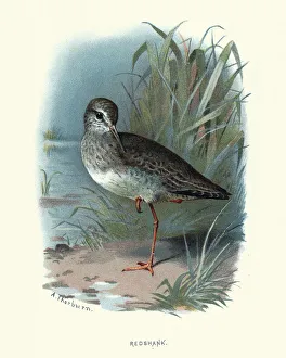 Sandpipers Gallery: Common Redshank Collection