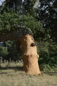 Cork Oak Bark Print, Sardinia