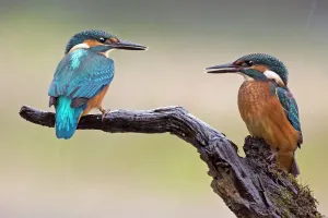 Prints of Kingfisher -Alcedo atthis-, young birds in the rain, Middle Elbe, Saxony-Anhalt, Germany Germany Prints: Kingfisher Print - Young Birds in Rainy Middle Elbe Scene