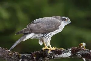 Prints of Northern Goshawk -Accipiter gentilis-, Stubai Valley, Tyrol, Austria Austria Prints: Northern Goshawk Print - Accipiter gentilis, Stubai Valley, Tyrol