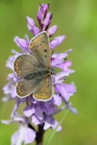 Chalkhill Blue Male Butterfly Print on Orchis