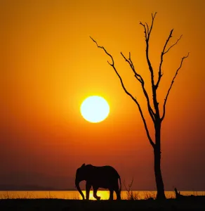 Lake Kariba Sunset Print: African Elephant Silhouette