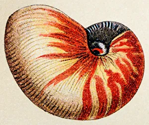 Nautilus pompilius, animals antique illustration Nautilus pompilius, animals antique illustration