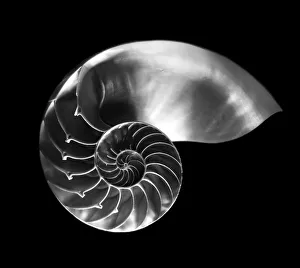 Nautilus shell in black and white