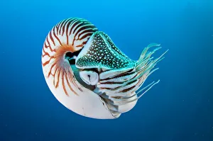 Travel imagery/travel destinations palau pacific ocean/nautilus swimming blue water palau micronesia Travel imagery/travel destinations palau pacific ocean/nautilus swimming blue water palau micronesia
