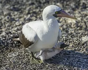 Nazca Booby -Sula granti- on a nest with a chick, Isla Genovesa, Galapagos Islands