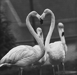 Necking Flamingoes